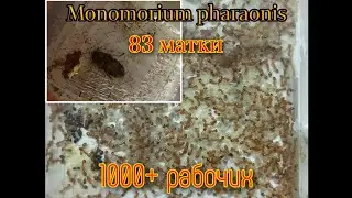 Посылка! Monomorium pharaonis гигантская колония 83 матки. муравьи фараоны, распаковка AntGart