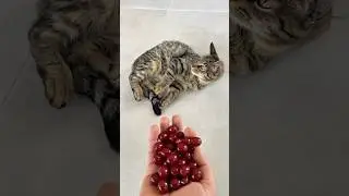 Beads Cat🌈 Reacts to Falling Beads! 😹✨ #cat #funnycat #catvideo #satisfying #satisfyingvideo