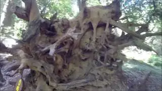 Copy of Big Trees loop trail