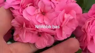 Beauty of nature #rose#spring#flower#garden#viral video #video#beautiful garden#nature#rose flowers 