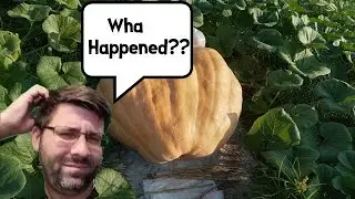 Quest for the Giant Pumpkin EP 11