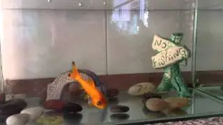Training your goldfish to lie down, stay and play dead!!