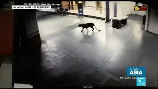 Leopard alert in India: Animal attacks on the rise in Mumbai