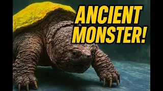 ANCIENT MONSTER! The Alligator Snapping Turtle Reveals Its True Power