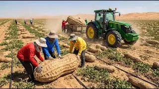 Unbelievable! They Tried Growing Peanuts In The Desert - The Results Shocked Millions (Full Process)