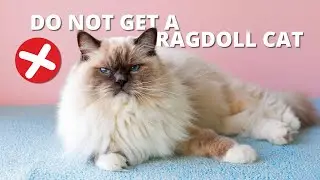 Ragdoll Cats 101: Must-Know Facts About This Fluffy Breed!