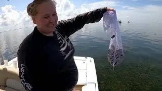 Scalloping in Crystal River | How to clean Scallops