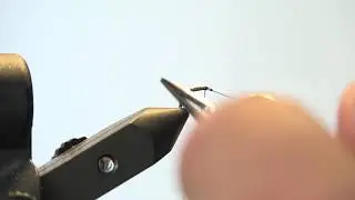 Montage nymphe chironome quill de paon