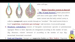 Canal System in Sponges YouTube LIVE class