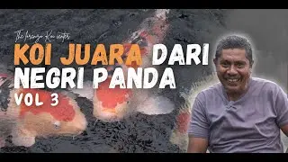 BINGUNG PILIH KOI BUAT NENG GEULIS, PAK LOREN SAMPAI GEMETERAN!!!