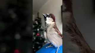 Жизнь с воробьем без скуки 😄#birds #воробей #sparrow #housesparrow #воробьи #птицы #птица