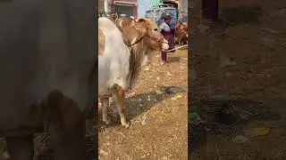 Multan Mandi Beauty 🔥 | Multan Cow Mandi 2025 #viralshort #viralshorts #multanmaveshimandi