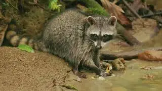 Masked palm civet  4k-|the national wildlife|