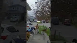 Доберман спасает ребёнка! (🎥 dexterthedobie3)
