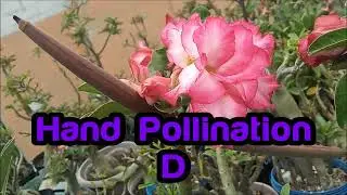HAND POLLINATION ADENIUM OBESUM ~GS ~ROSA DO DESERTO~
