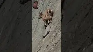 #Mountain goats insane gravity climbing challenge in the wall or mountain cliffs they are amazing.