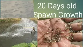 Worth watching this amazing video, 20 days fish spawn growth and survival update