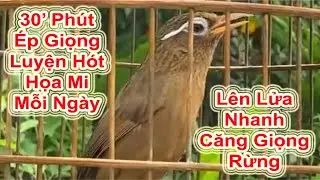 30 Phút Ép Giọng Luyện Hót Họa Mi Mỗi Ngày – Lên Lửa Nhanh, Căng Giọng Rừng