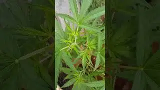 minha planta ao ar livre 51 dias come&ccedil;ando florecer