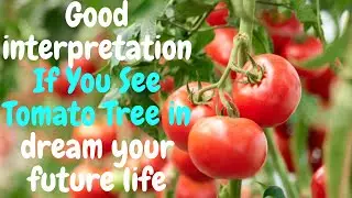 Good  interpretation If You See tomato tree in dream your future life