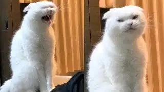 Laugh Out Loud with These Hysterical Cat Videos 😹🐱 Best Funny Animals 2024 🐈😍