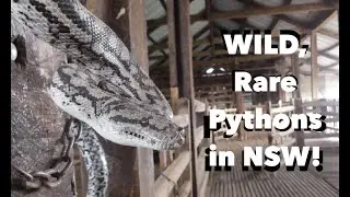 Murray-Darling Carpet Python in NSW!