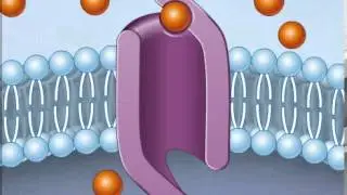 How Facilitated Diffusion Works