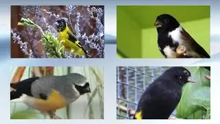 Impressionen Cardueliden. Zeisige, Girlitze und andere Cardueliden.