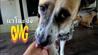 นาโนะจังสาวน้อยมหัศจรรย์😂🐕😅#วายุคนรักหมา