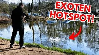 Geile Bisse vor den Füßen! Exoten-Action bei Forellenzucht Grenz 🎣🔥 #forellenangeln #angeln