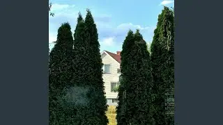 Kraut Blues