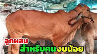 เปิดราคาเดียว 49,000 (3ตัว) อีกตัว 55 คะแนน วัวบราห์มันลูกผสม F1 ราคาเกษตรกรจับต้องได้ พลอยใสฟาร์ม