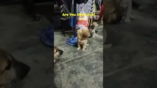 Are You Dog Lover ? #short #vlog @AnkitShokeen8