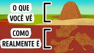 O Que Voc&ecirc; Veria Se Pudesse Entrar em Um Formigueiro