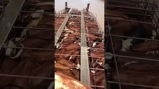 Cows on a boat 🌿🐄☘️ In some countries they transporte cattle on a boat