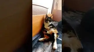 #позитив #юмор #cat #котофейка #рекомендации #видосыоткота #кот #прикол #memes #shortvideo #status