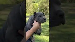 Cane Corso, blue brindle female almost eight weeks old #canecorso #italianmastiff