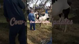 Fateh jungi bull Jaffer Mandi Updates Friday 9-06-2023 #mandi #cattle #fatehjang #domailmandiupdate