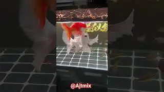 Beautiful Koi & Goldfish Aquarium 😍 | Colorful Fish Feeding Moment 🐟✨ #ajtmix #koifish #fishtank