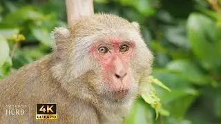 The world’s most beautiful monkey eyes | Relaxing wildlife ambience with stream sounds
