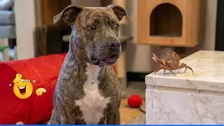 Smarty Funny Animal Video Clips 🤣🐶 The Funniest Animals That Will Make You Laugh Crazy 🐾
