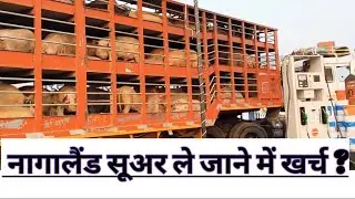 मुजफ्फरनगर से दीमापुर सूअर ले जाने में कितना खर्च आता हैं? Pig transport to Dimapur Pig Farm
