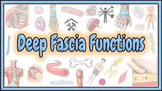 61. Deep Fascia Functions