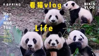 1月25日 3小时韭菜花叶 四大贵妇计划#panda#huahua#cute#大熊猫#animals