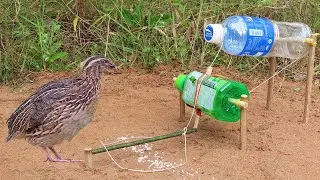 Easy Technique Bird Trap Using Plastic Bottle And Woods - Simple Bird Trap