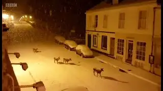 鹿が町の中を歩いてくる&hellip;&hellip;雪に包まれた英スコットランド