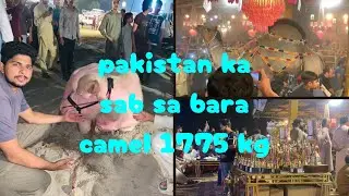 Biggest camel of pakistan 1775 kg |rustam pakistan |pink colour ki cow 😂😂#qurbani2k24