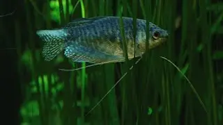 Umzug von 1000 Fischen in den Zoo Duisburg