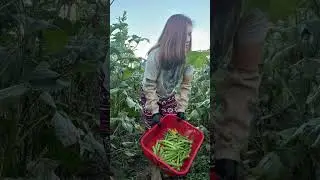 Morning Vibes at the Farm : Picking Okra #morning #farm #pick #okra a