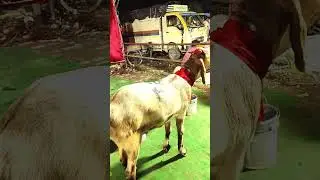 Lucknow Bakra Mandi..#bakrarid #bakramandi #lucknow
